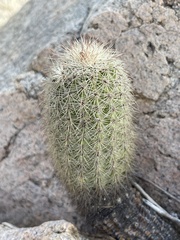 Echinocereus sciurus
