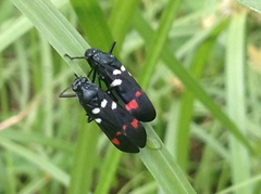 Callitettix versicolor