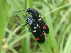 Callitettix versicolor