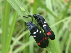 Callitettix versicolor