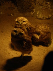 Athene cunicularia