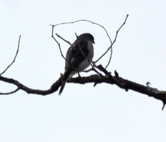 Accipiter minullus