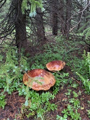 Boletus rubriceps