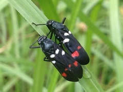 Callitettix versicolor