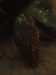 Athene cunicularia