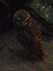 Athene cunicularia
