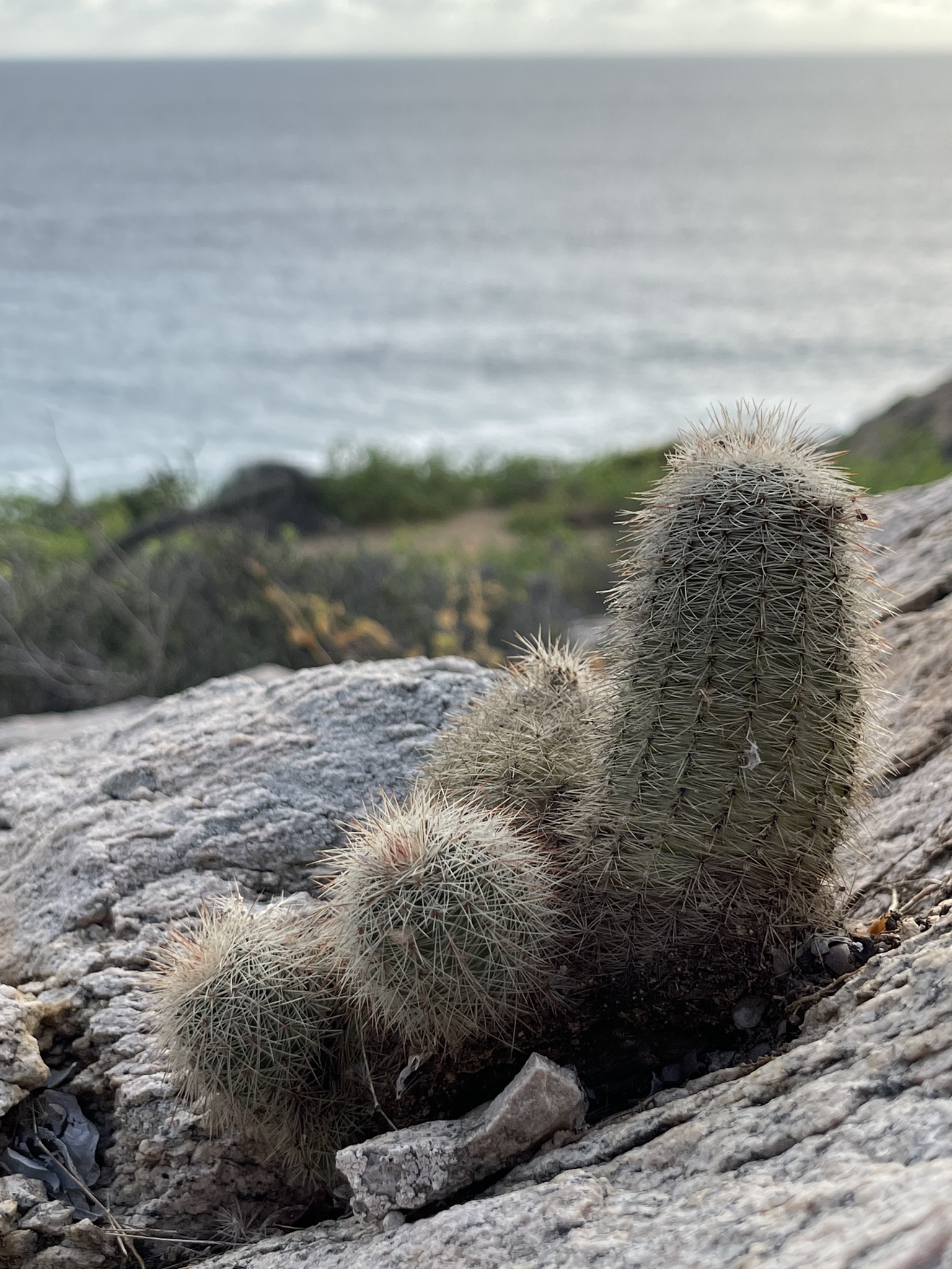 Echinocereus sciurus  iNaturalist