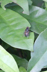 Eristalinus tarsalis