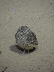Athene cunicularia
