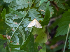 Mecyna flavalis