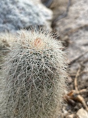 Echinocereus sciurus