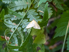 Mecyna flavalis