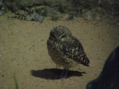 Athene cunicularia