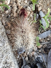 Echinocereus sciurus