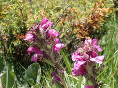 Pedicularis gyroflexa