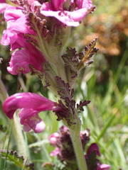 Pedicularis gyroflexa