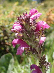 Pedicularis gyroflexa