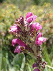 Pedicularis gyroflexa