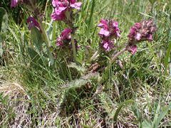 Pedicularis gyroflexa