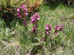 Pedicularis gyroflexa