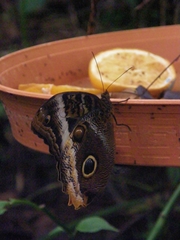 Caligo telamonius memnon