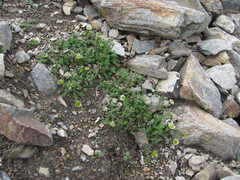 Tripleurospermum caucasicum