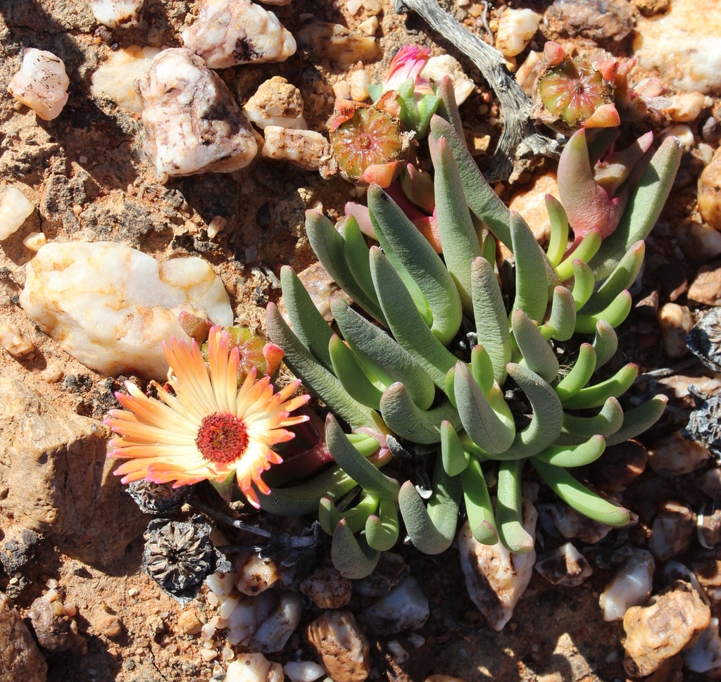 Cephalophyllum niveum