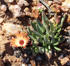 Cephalophyllum niveum