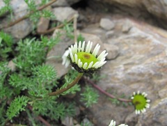 Tripleurospermum caucasicum