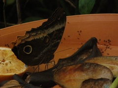 Caligo telamonius memnon