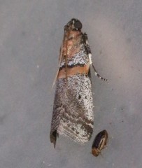 Acrobasis comptella