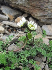 Tripleurospermum caucasicum