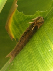 Caligo telamonius memnon