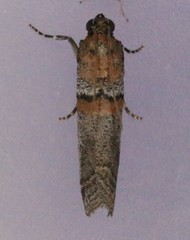 Acrobasis comptella