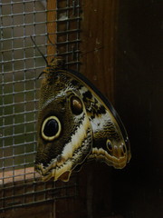 Caligo telamonius memnon