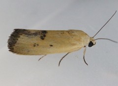 Ponometia tortricina
