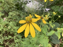 Rudbeckia laciniata