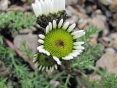 Tripleurospermum caucasicum