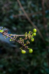 Canthium spinosum