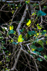 Canthium spinosum
