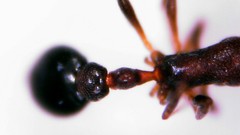 Cardiocondyla elegans