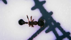 Cardiocondyla elegans