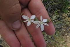 Chlorophytum crispum