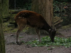 Rusa alfredi