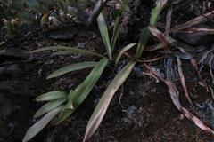 Chlorophytum crispum
