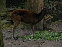 Rusa alfredi