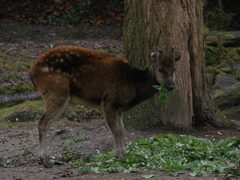 Rusa alfredi