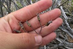 Cotyledon papillaris