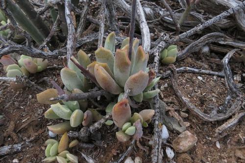 Cotyledon papillaris