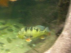 Cichla